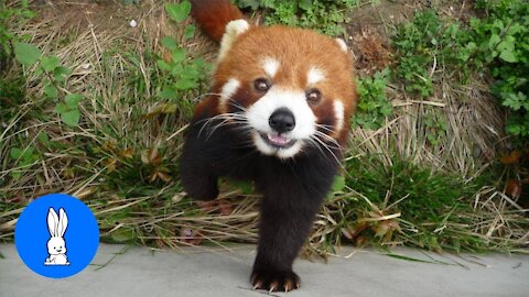 Most Adorable Red Panda!!!