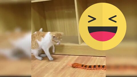 💜Funny Animal Videos Cats and Dog 💜