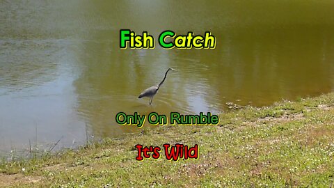 Fish Catch – Only On Rumble