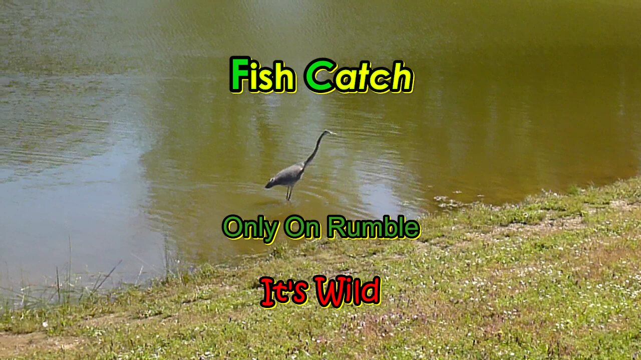 Fish Catch – Only On Rumble