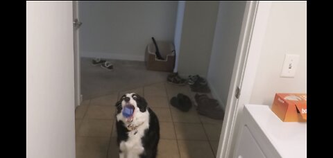 Dog insists on play time