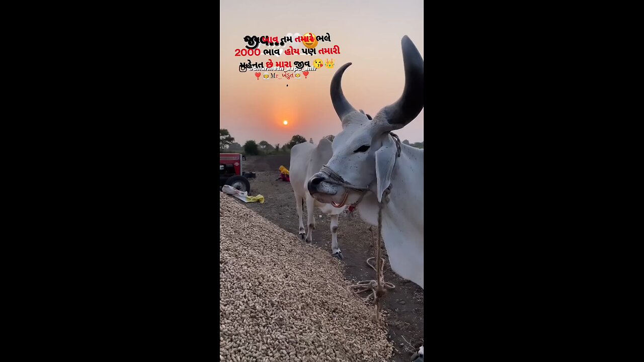 best your Bell