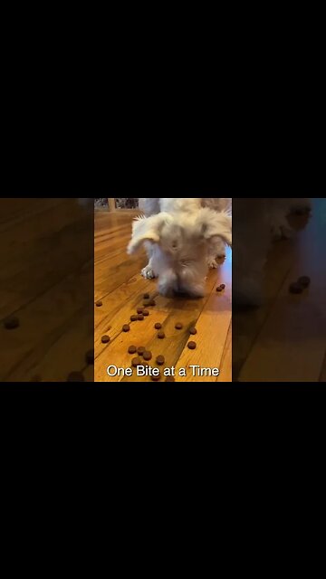 Silver Schnauzer eats one bite at a time #shorts