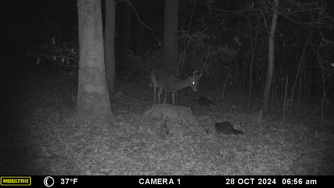 Deer and coon friends