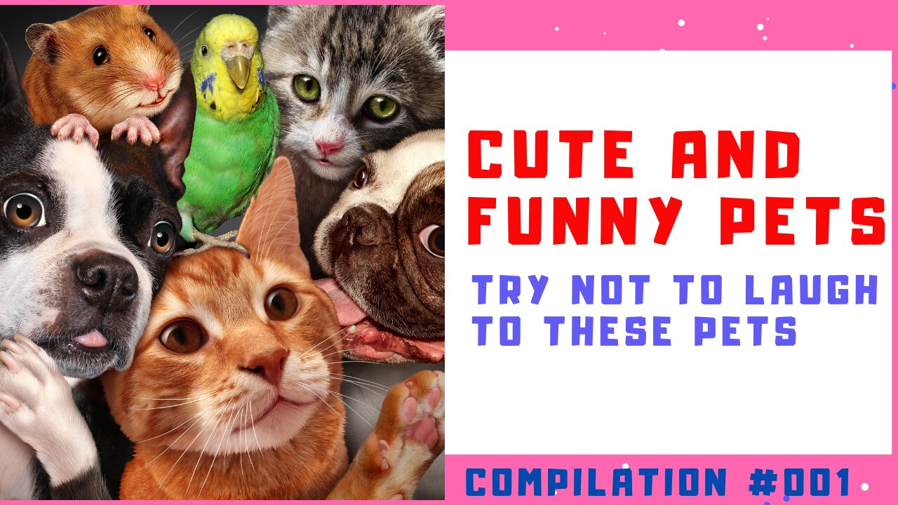 Most Cute And Funny Pets | Impossible Not Laught - Compilation #1