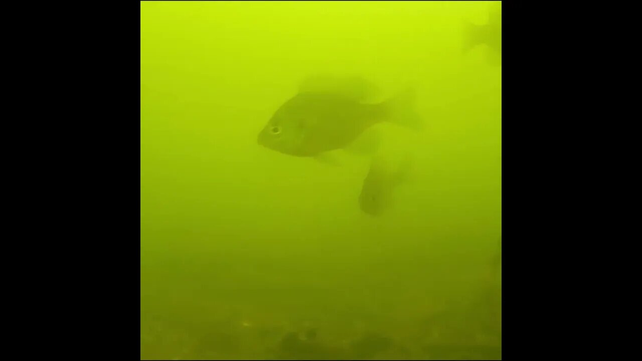 bream beneath the dock