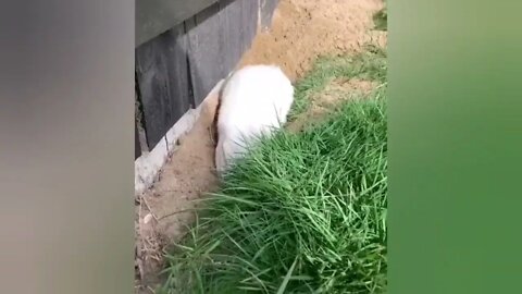 Funny videos of little bunnies 🐇 cute bunnies