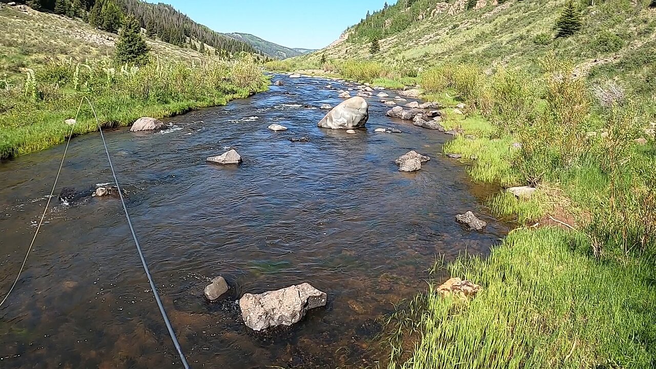 Stream full of trout!