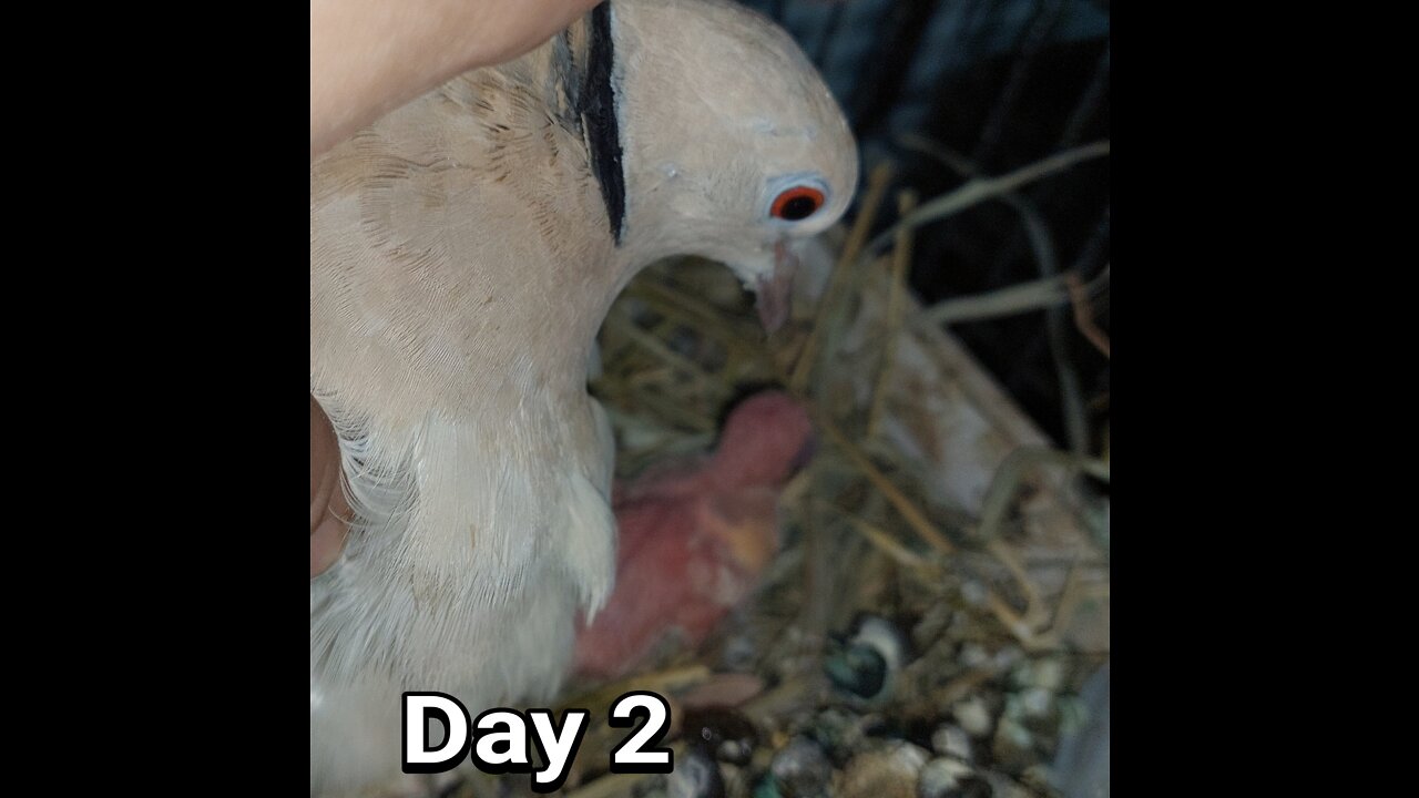 Ringneck Dove baby day 02