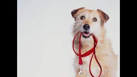 Instantly teach ANY dog to walk nice on the leash with these tricks | 5 MINUTE DOG TRAINING RESULTS!