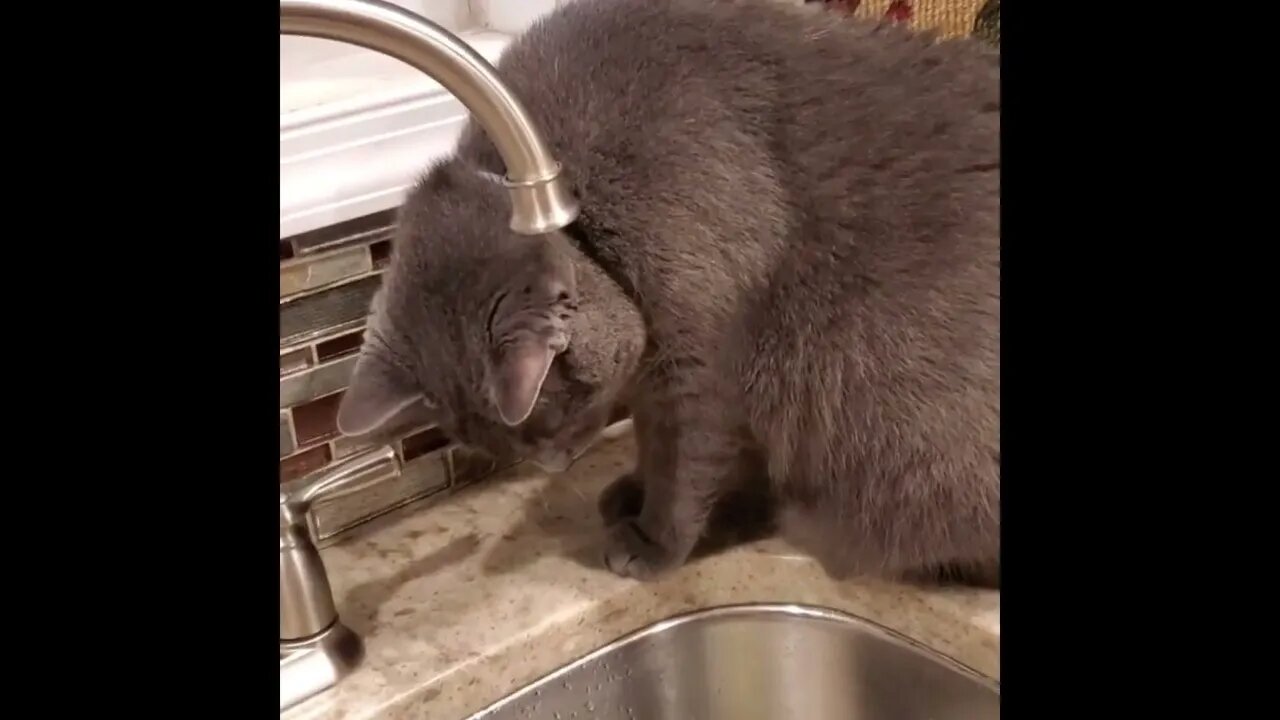R.I.P. Teddy the Cat