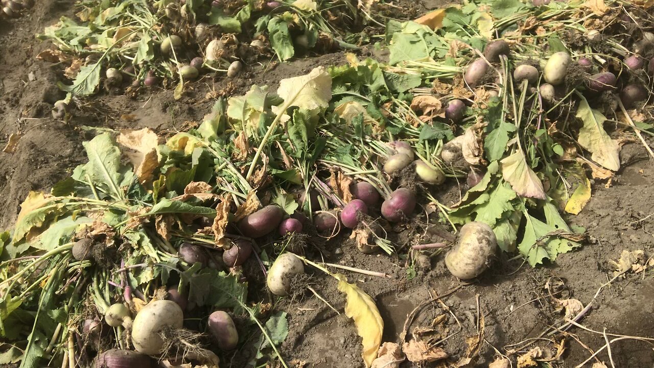 Vegitables harvesting