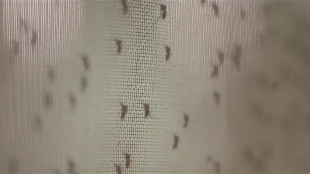 Rare mosquito-borne virus sparks growing concerns | Morning in America