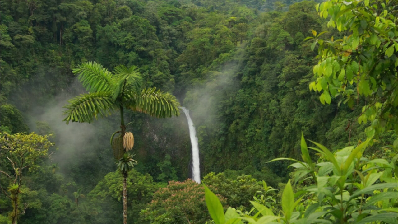 Torrential Rain Fall In a Tropical Forest