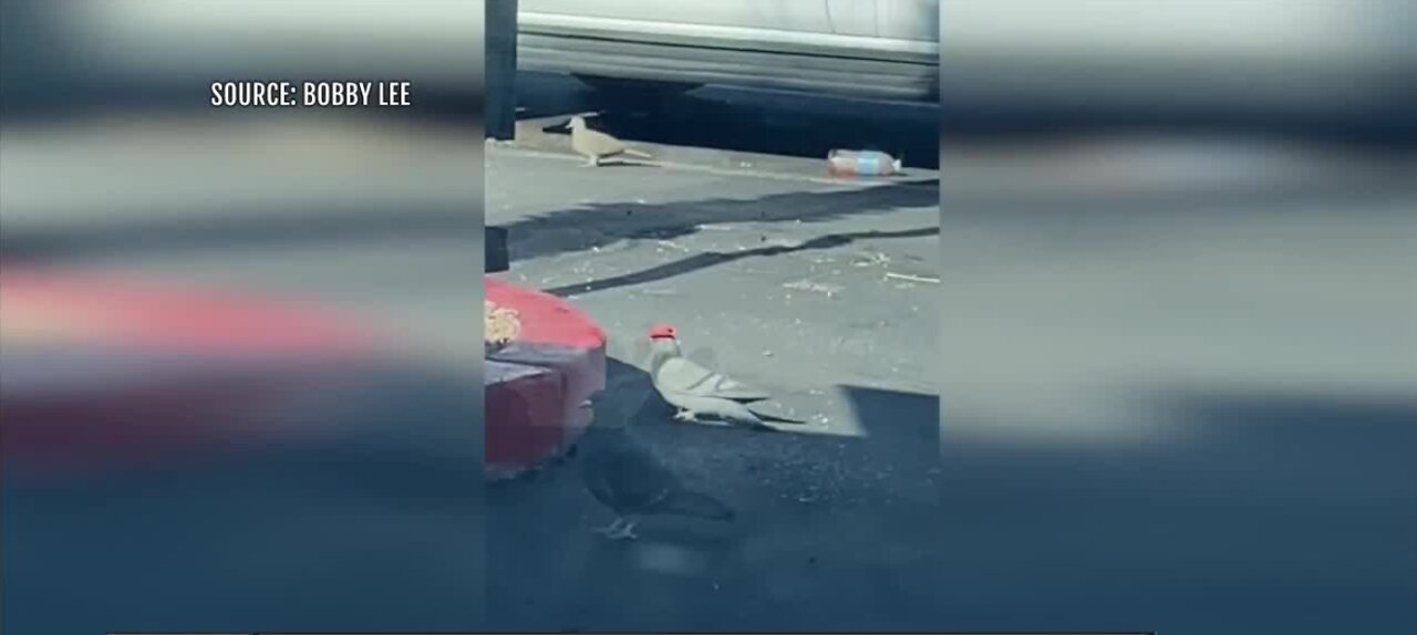 Who did this? Pigeons spotted with hats in Las Vegas