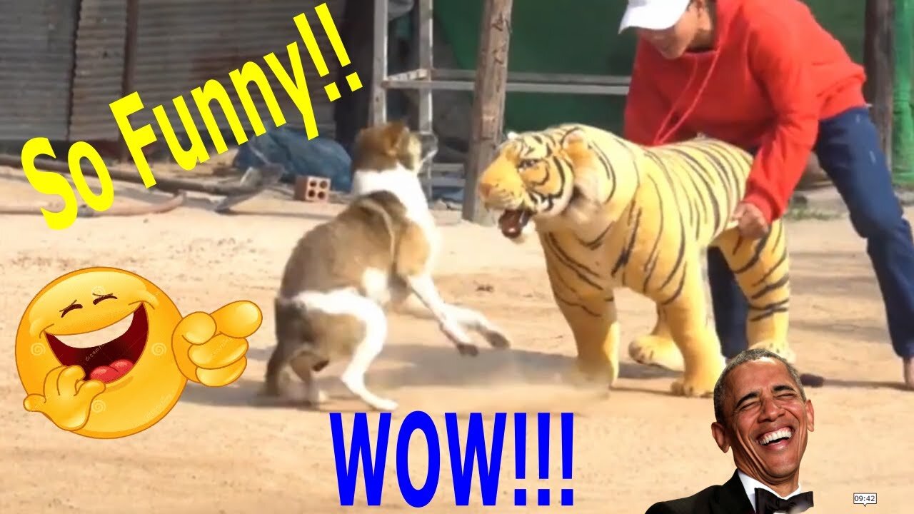 Fake tiger prank dog 2021, Wow!!! Fake Tiger Prank Dog So Funny Prank