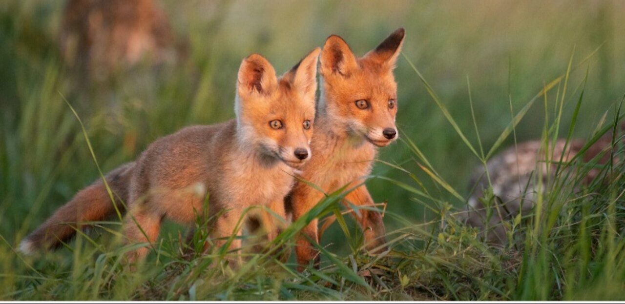 Adorable baby Fox /Compliation
