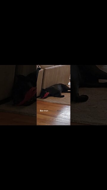 He's ANGRY & HAPPY At the Same Time #shorts #funnydogs