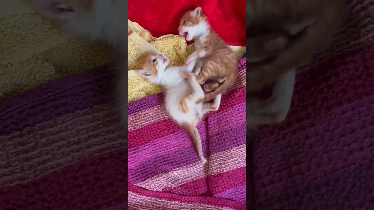 Funny kittens 😻