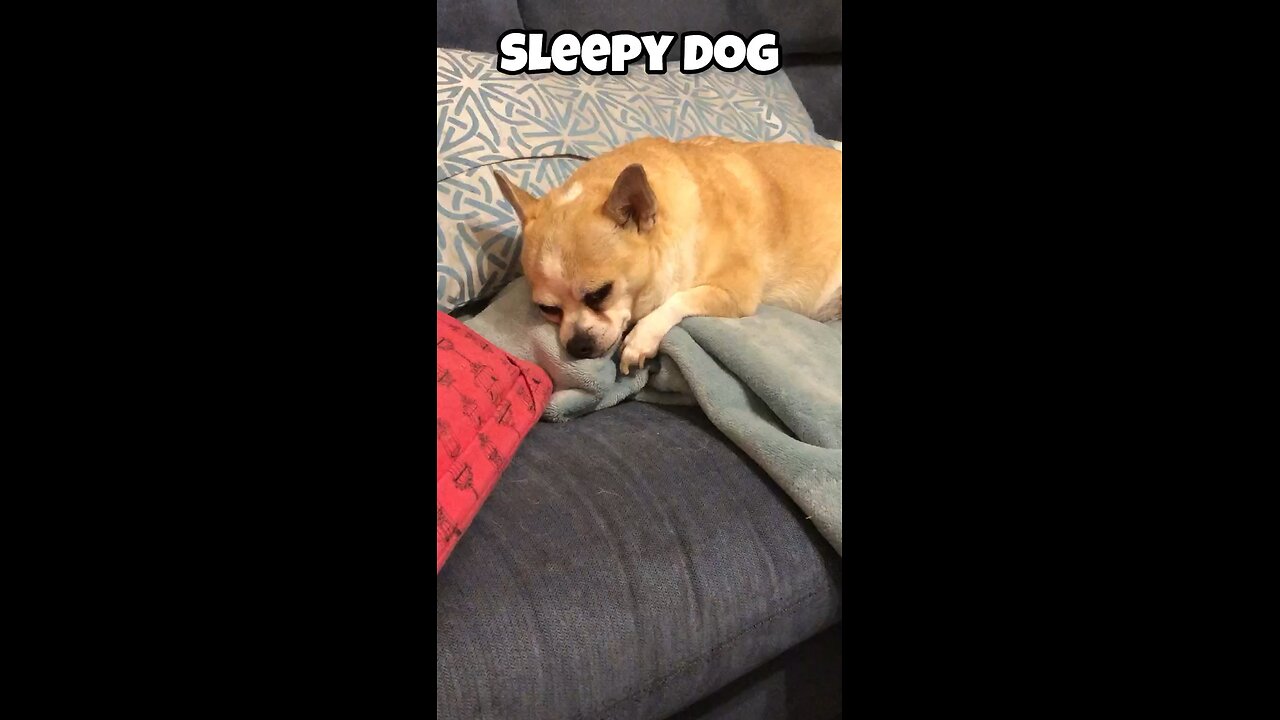 Sleepy Dog