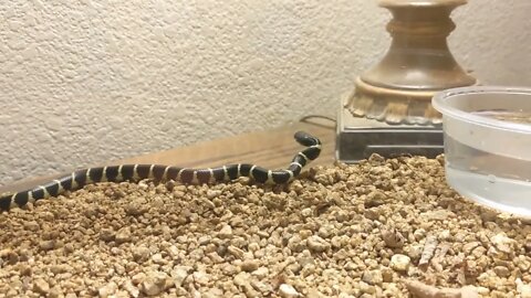 "Leslie" my new BABY King Snake gets a NEW HOUSE!