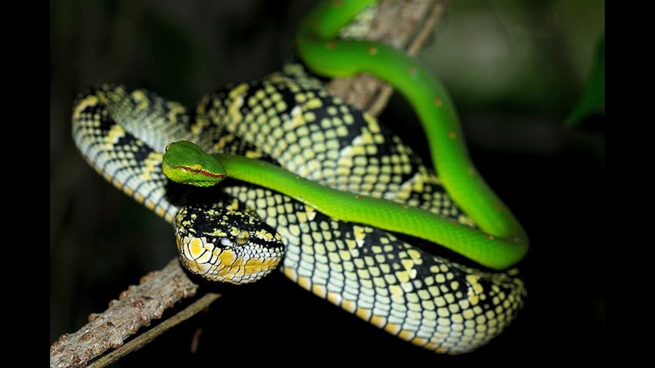 A Stunning Asian Pit Viper