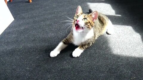 Give Me this Feather Toy