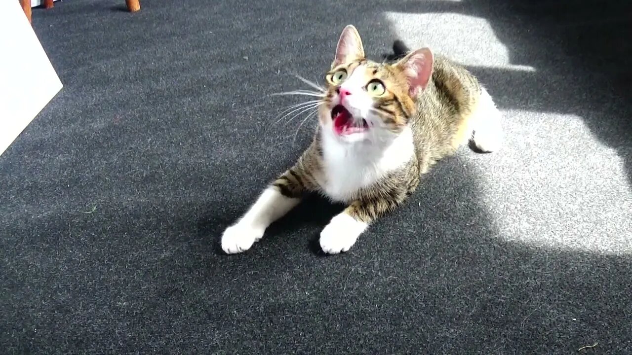 Give Me this Feather Toy