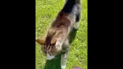 Funniest Cats Videos That Will Make You Laugh 6😂 Best Funny Cats Videos Of 2023 😅😹