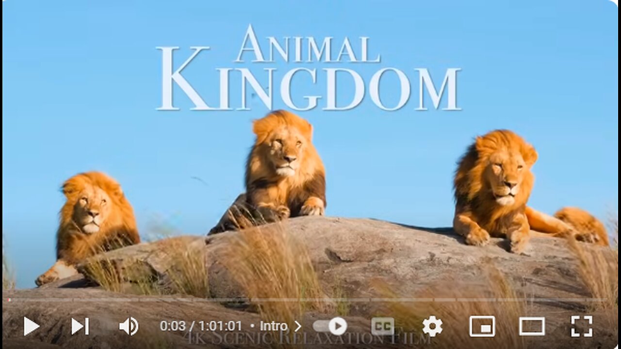 Animal Kingdom 4K - Scenic Wildlife Film