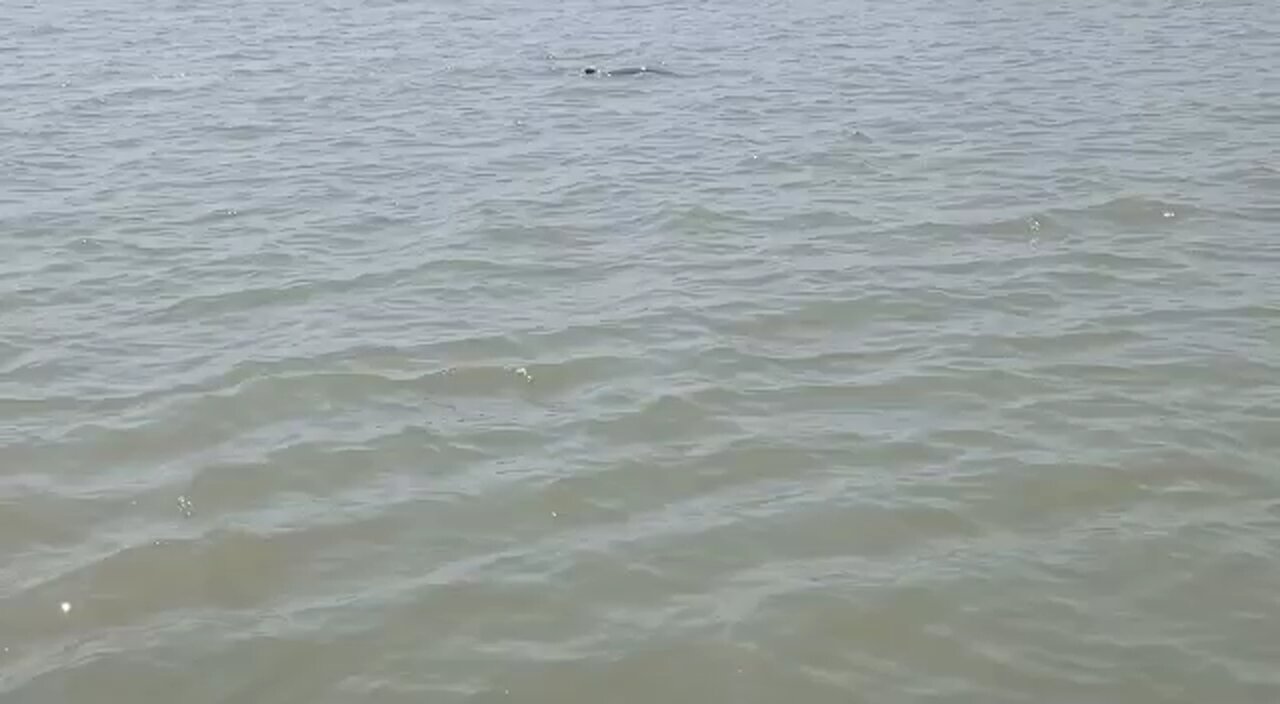 Chilika,Puri,odisha