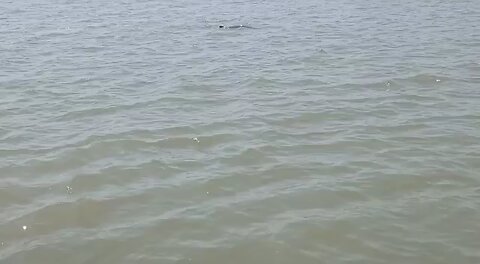 Chilika,Puri,odisha