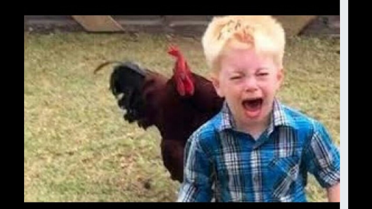 Funny chicken and roosters chasing kids & adults 🐓🐔/ funny videos