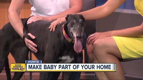 Feb. 11 Rescues in Action: Make Baby a part of your family