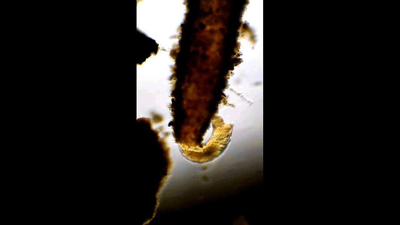 Midge Fly Larvae hanging out in its tube and grabbing a snack 🪰😋😊😍