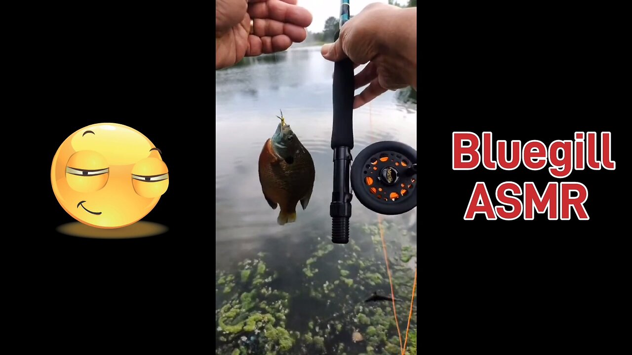 Let's Go Bluegill Fishing! 😁 #fishing #flyfishing #asmr