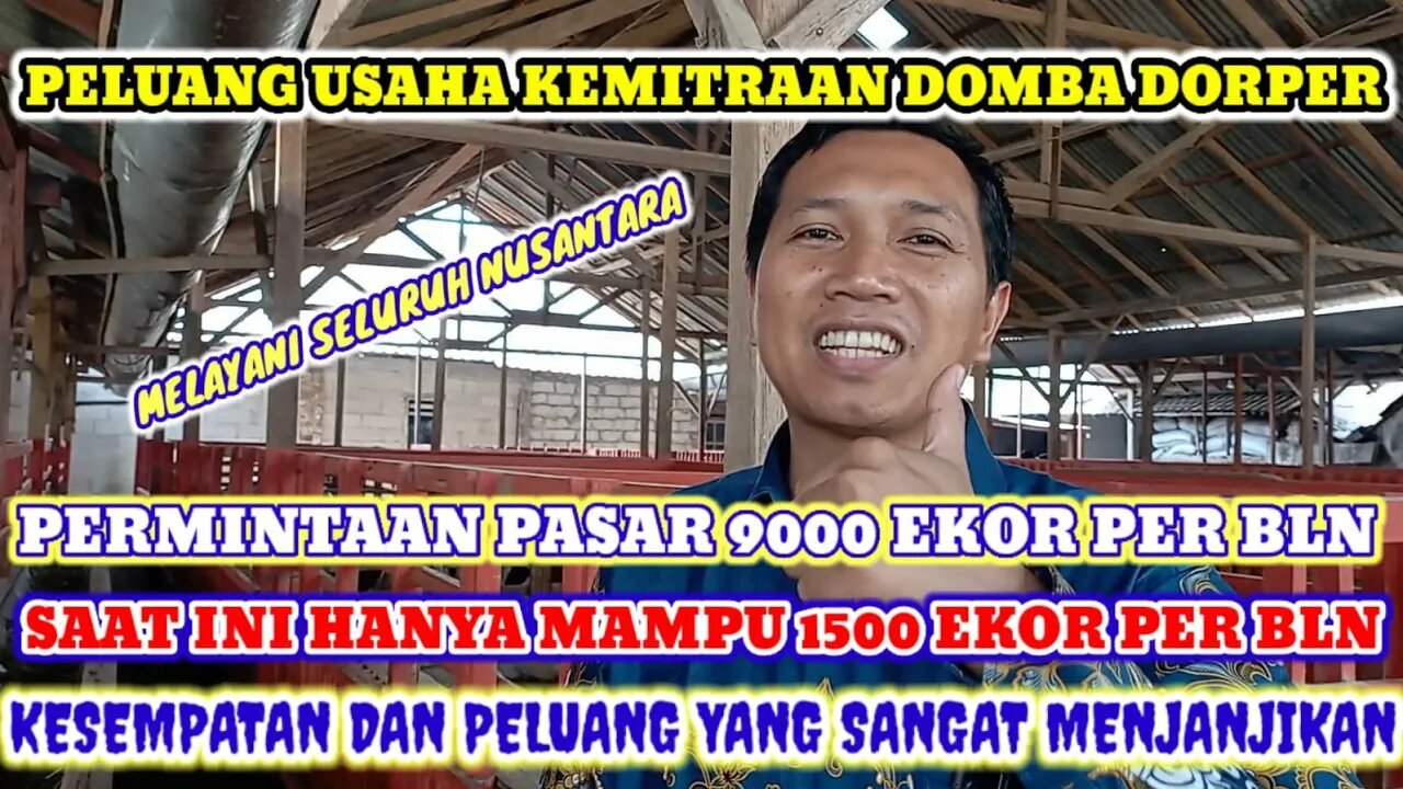 SEKARANG SAAT YANG TEPAT UNTUK KEMITRAAN DOMBA DORPER SEBELUM BOOMING