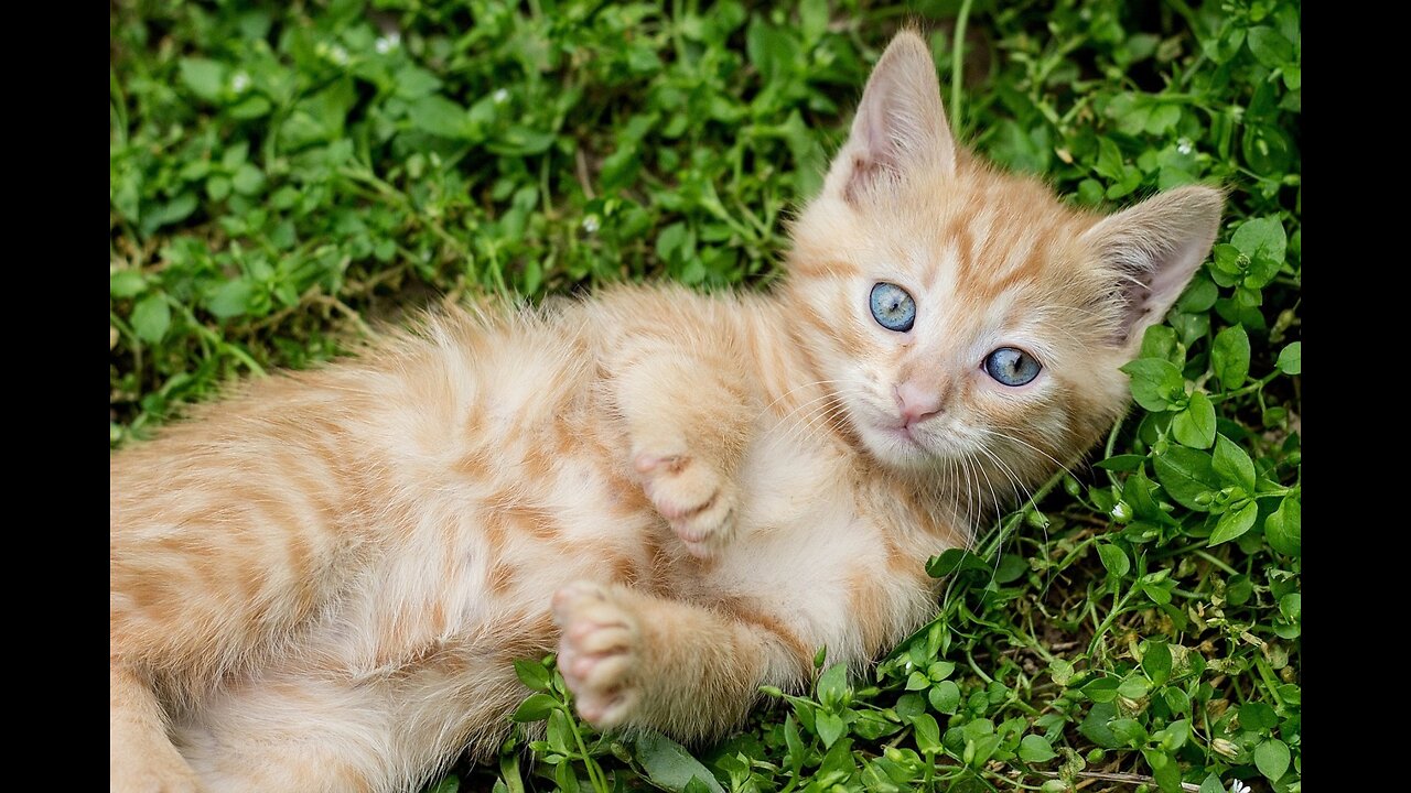 funny Cat videos //Cat cute funny video// animals funny video//funny video /πΊπΈπΉπ»πΌπ½ππΏπΎ