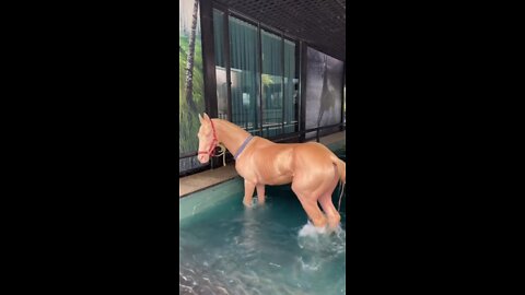 Nick is a horse that likes to swim