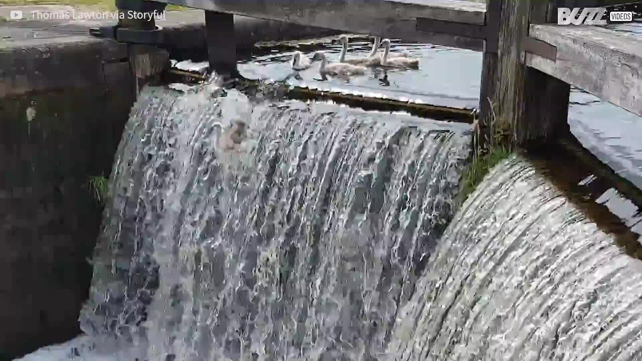 Cigni si divertono a saltare la cascata