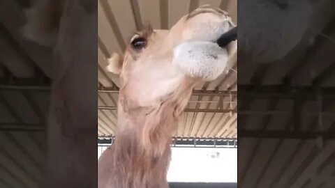 Thirstiest of Camels