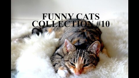Funny Cats Collection - Definitely makes your life happy #010