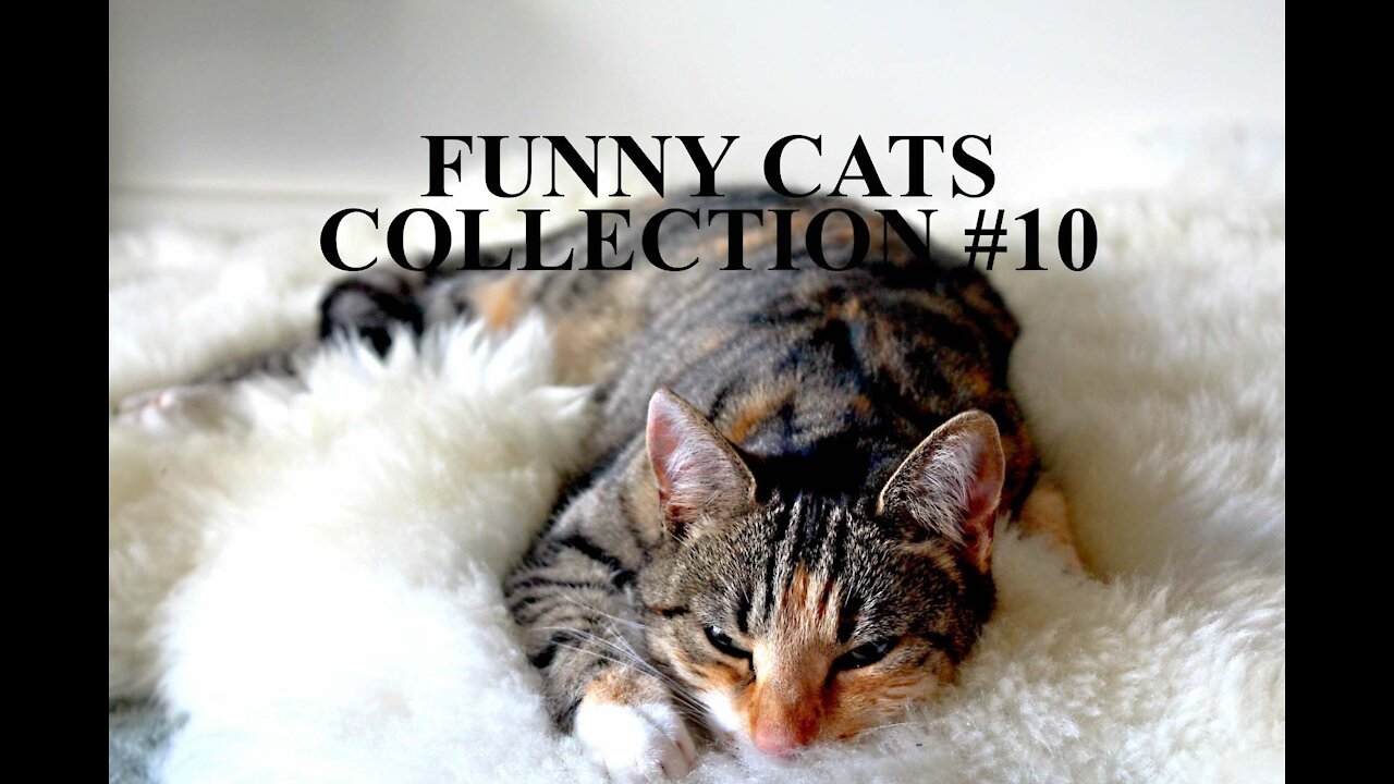 Funny Cats Collection - Definitely makes your life happy #010