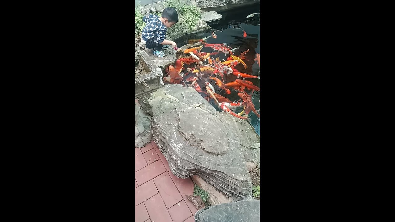 baby playing with koi fish