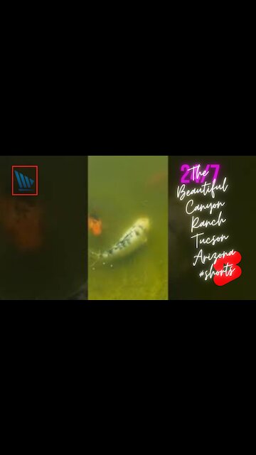 The Beautiful Canyon Ranch Tucson Arizona #shorts