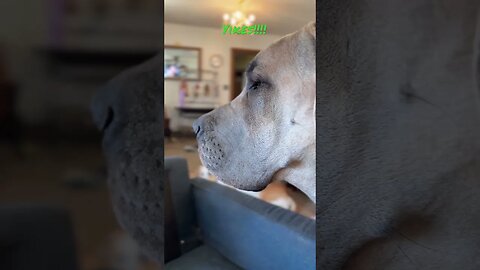 Great Dane/Bird! Who wins!?!? #shortsvideo #dog #like #love #happy #dog #shortvideo #subscribe #god