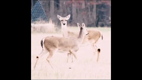 Deer on the Battefield
