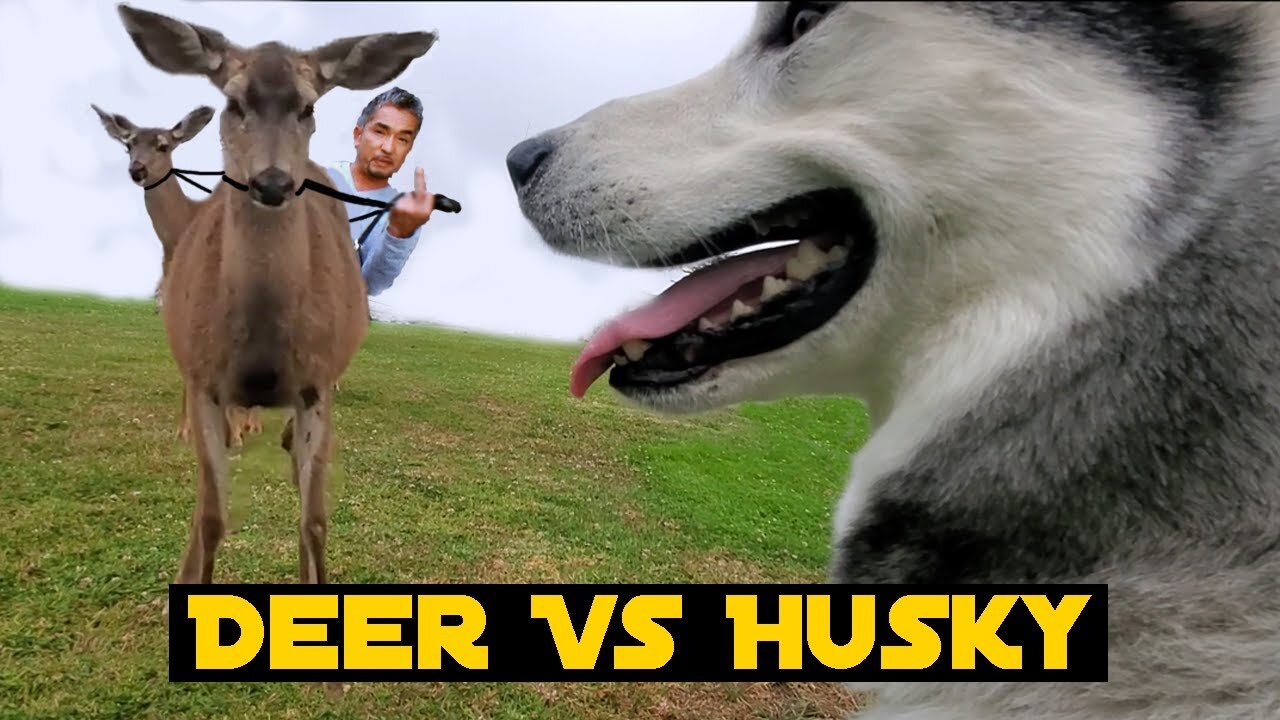 Using WILD DEER To Train My Stubborn Siberian Husky (like cesar millan would)