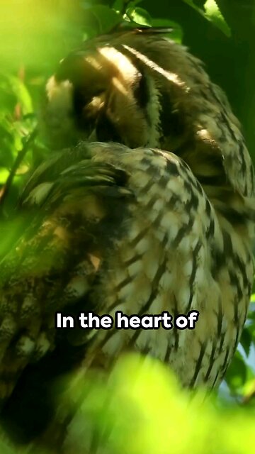 Bird Flu Watch: Colorado's Silent Observers