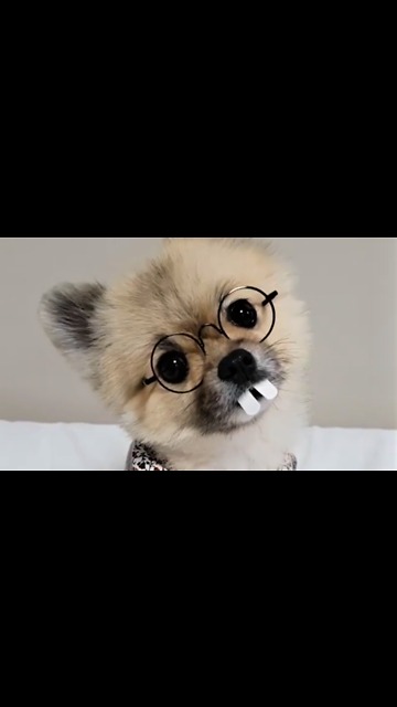 Silly Pomeranian wears super goofy costume